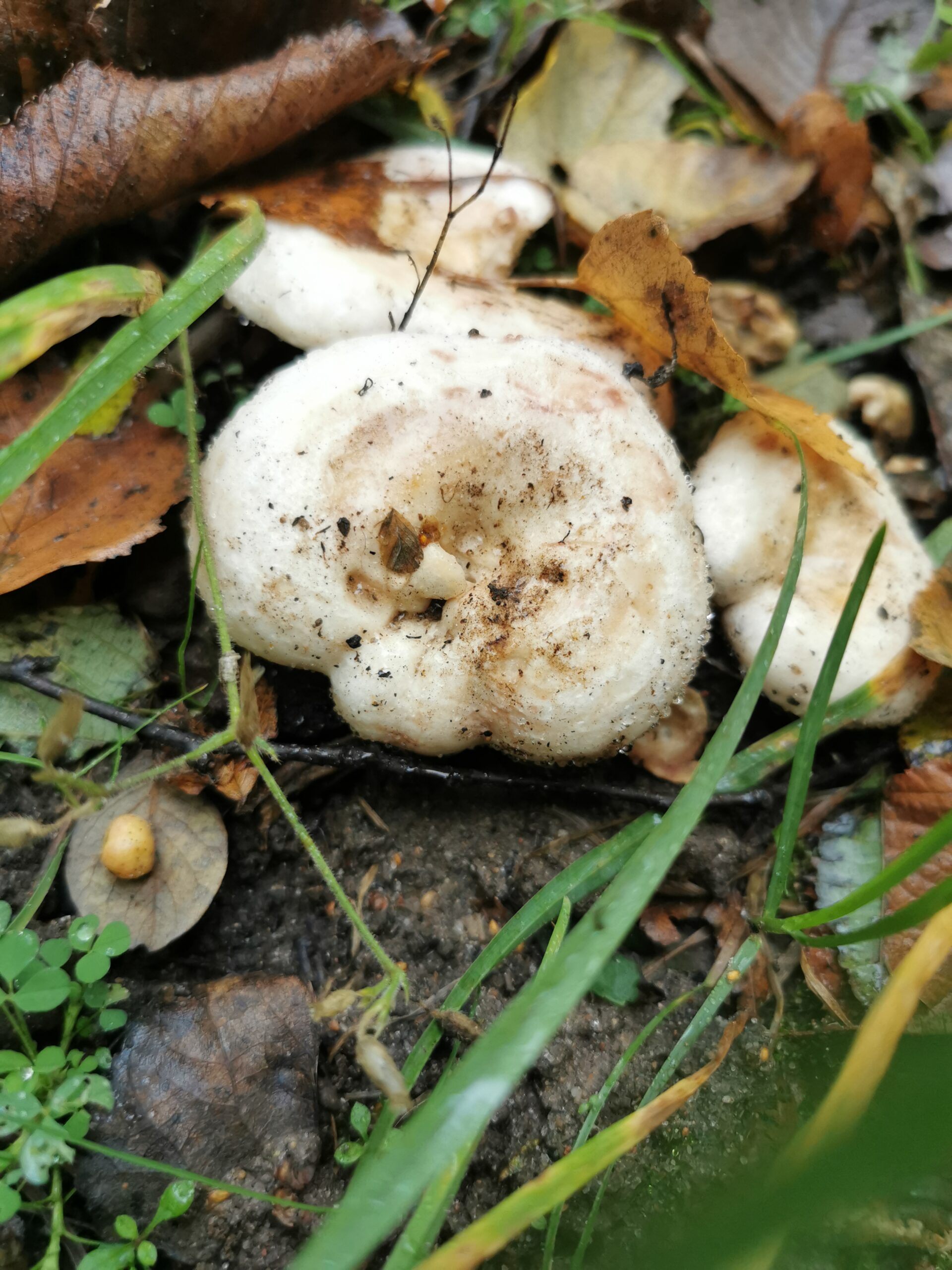 Minimalisme handler om, at forenkle og reducere, og derfor dette billede af en svampe, da det er det enkle.