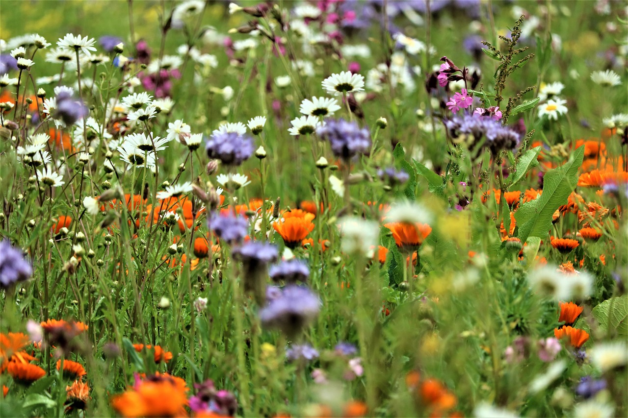 Virksomhedens rolle i biodiversitet – tilpasning til klimaforandringer